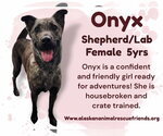 Small #1 Labrador Retriever Mix