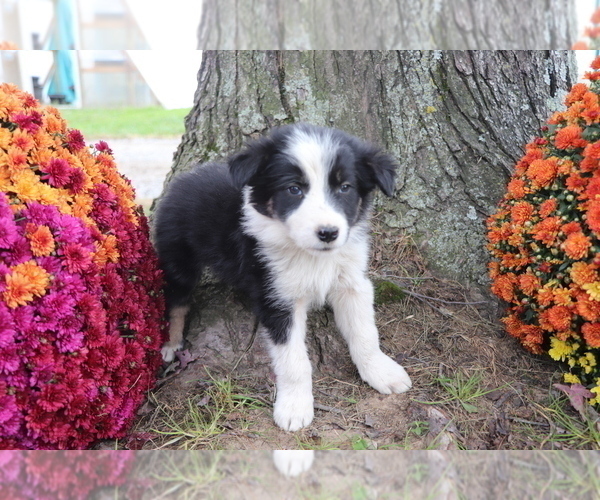 Medium Photo #2 Border Collie Puppy For Sale in SHILOH, OH, USA