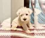 Small Schnauzer (Miniature)