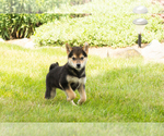 Small #8 Shiba Inu