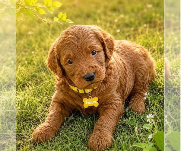 Medium Photo #1 Goldendoodle mix (+ Poodle Miniature) Puppy For Sale in WARWICK, RI, USA