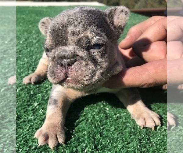 Medium Photo #1 French Bulldog Puppy For Sale in PLACERVILLE, CA, USA