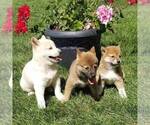 Small Photo #2 Shiba Inu Puppy For Sale in ARTHUR, IL, USA