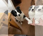 Small #1 Border Collie