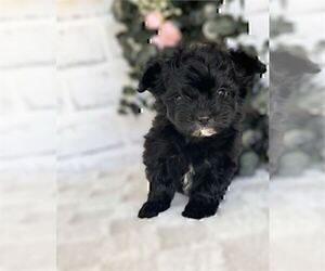 Morkie Puppy for sale in WINTER PARK, FL, USA