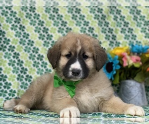 Border Collie-Maremma Sheepdog Mix Puppy for sale in LANCASTER, PA, USA