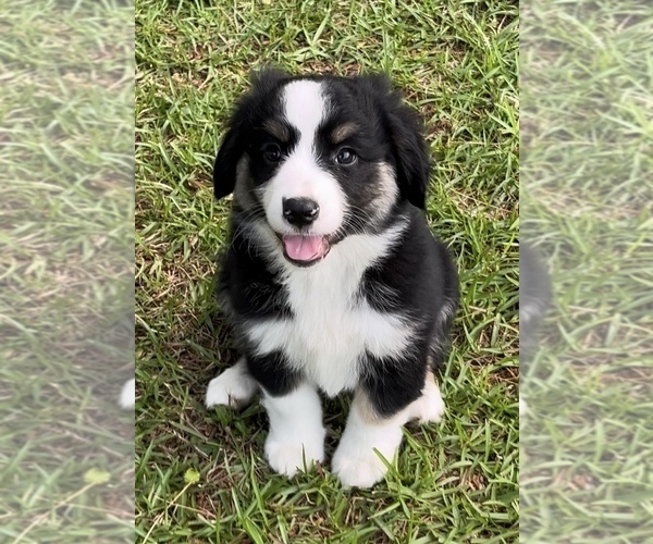 Medium Photo #1 Miniature Australian Shepherd Puppy For Sale in E LAURINBURG, NC, USA