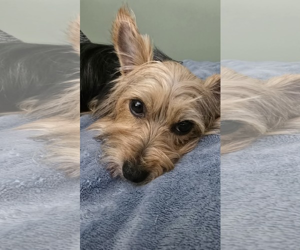 Medium Photo #3 Mutt Puppy For Sale in Greenville, SC, USA