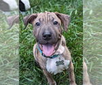 Small #24 Chinese Shar-Pei Mix