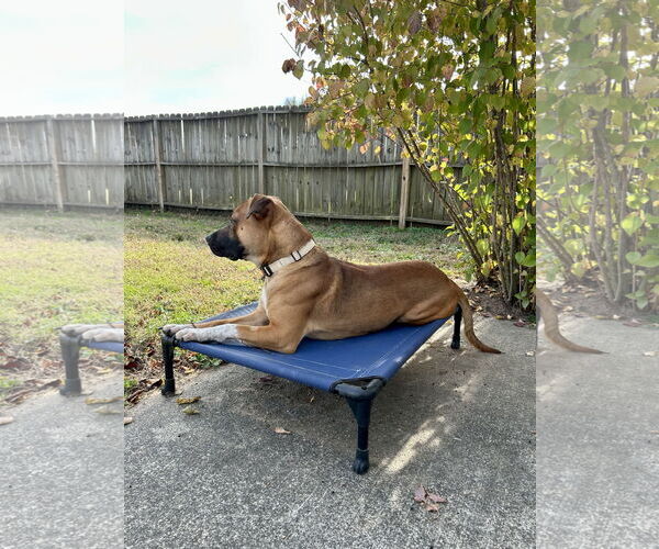 Medium Photo #2 Boxer-Unknown Mix Puppy For Sale in Holly Springs, NC, USA