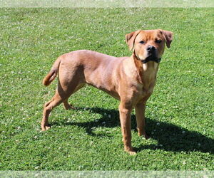 Medium American Pit Bull Terrier Mix