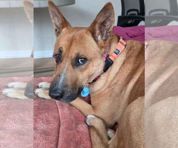 Medium Photo #1 Carolina Dog-Unknown Mix Puppy For Sale in Rockaway, NJ, USA