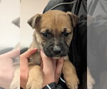Small #7 German Shepherd Dog Mix