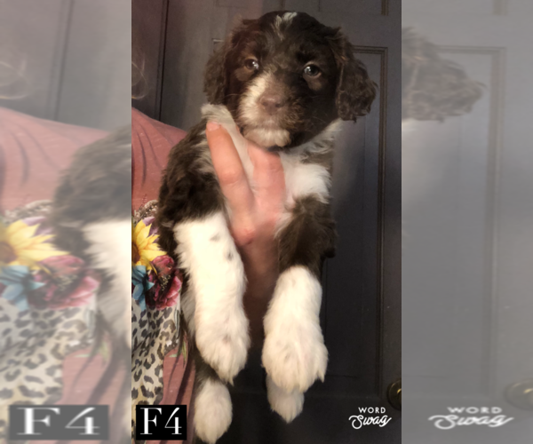 Medium Photo #6 Aussiedoodle Puppy For Sale in BEDFORD, VA, USA