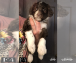 Small Photo #6 Aussiedoodle Puppy For Sale in BEDFORD, VA, USA