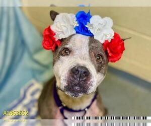 American Pit Bull Terrier-Unknown Mix Dogs for adoption in West Palm Beach, FL, USA