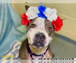 Small American Pit Bull Terrier Mix
