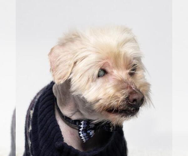Medium Photo #1 Maltese-Poodle (Standard) Mix Puppy For Sale in Santa Maria, CA, USA