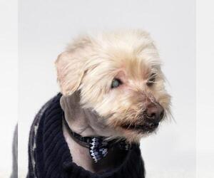 Maltese-Poodle (Standard) Mix Dogs for adoption in Santa Maria, CA, USA