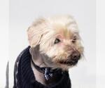 Small Maltese-Poodle (Standard) Mix