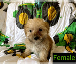 Small Photo #4 Morkie Puppy For Sale in AMSTERDAM, MO, USA