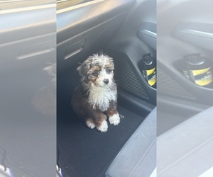 Miniature Bernedoodle Puppy for sale in VERO BEACH, FL, USA