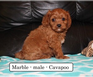 Cavapoo Puppy for sale in CLARKRANGE, TN, USA