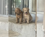Small #9 Goldendoodle-Labrador Retriever Mix