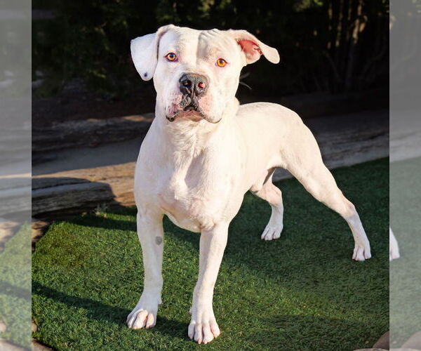 Medium Photo #6 Bulldog Puppy For Sale in Albuquerque, NM, USA