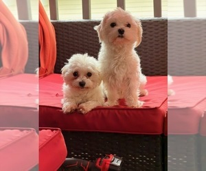 Father of the Cirneco Dell' Etna puppies born on 10/27/2025