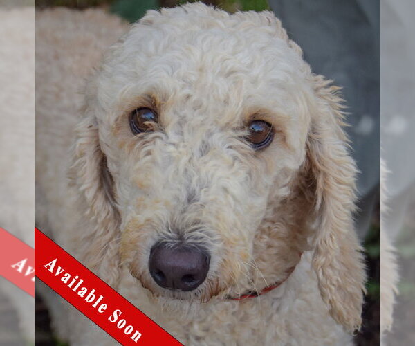 Medium Photo #1 Mutt Puppy For Sale in Huntley, IL, USA