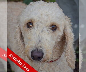 Mutt Dogs for adoption in Huntley, IL, USA