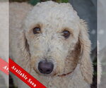 Garnet - Female Mutt Dog for Adoption - Small photo