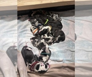 Great Dane Puppy for Sale in WILLIS, Texas USA