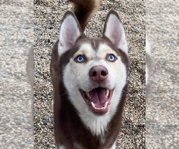 Medium Photo #2 Siberian Husky Puppy For Sale in Matawan, NJ, USA