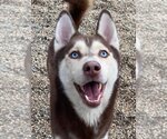 Small #1 Siberian Husky