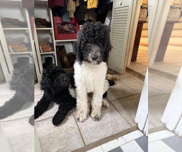 Medium Photo #2 Poodle (Standard) Puppy For Sale in ELKINS, AR, USA