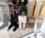 Small #1 Poodle (Standard)