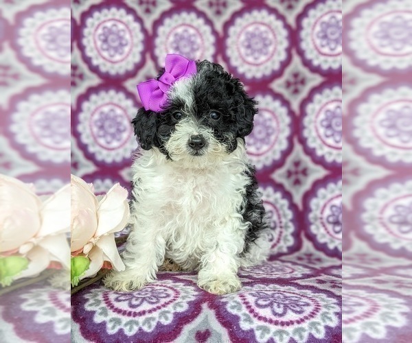 Medium Photo #3 Poodle (Miniature) Puppy For Sale in RISING SUN, MD, USA