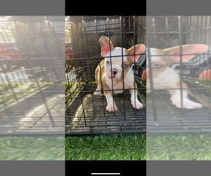 French Bulldog Puppy for sale in HUMBLE, TX, USA