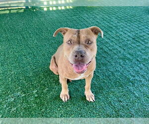 American Pit Bull Terrier Dogs for adoption in Pasadena, CA, USA