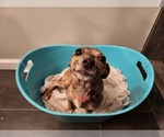 Small Photo #18 Chihuahua Puppy For Sale in MARIETTA, GA, USA