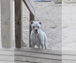 Small #6 Boxer