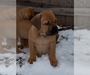 Boerboel Puppy for sale in BROWN DEER, WI, USA
