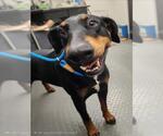 Small #1 Doberman Pinscher