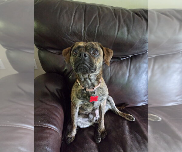 Medium Photo #1 Pug-Unknown Mix Puppy For Sale in Springdale, PA, USA