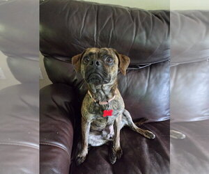 Pug-Unknown Mix Dogs for adoption in Springdale, PA, USA