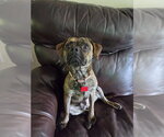 Small Pug Mix