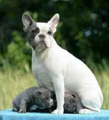Father of the French Bulldog puppies born on 01/26/2019