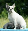 Small Photo #1 French Bulldog Puppy For Sale in WESTON, FL, USA